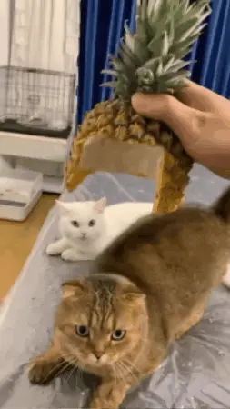 Cat droite